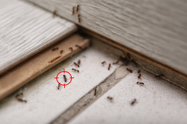 Best Affordable Pest Control Services  in Yorklyn, PA