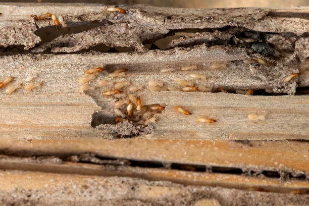 Best Termite Control Services  in Yorklyn, PA